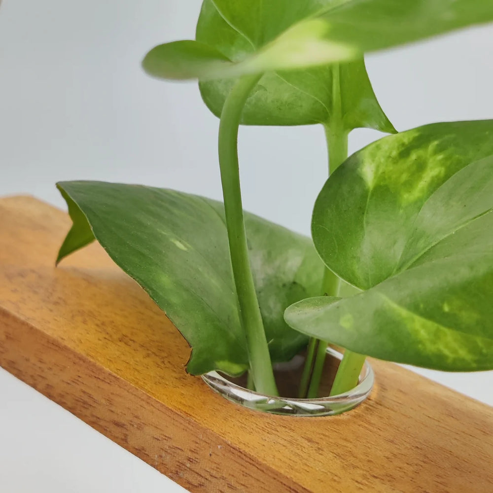 Detailed close-up of the bamboo arch and mahogany wood base of the Bogen Test Tube Hanging Planter.