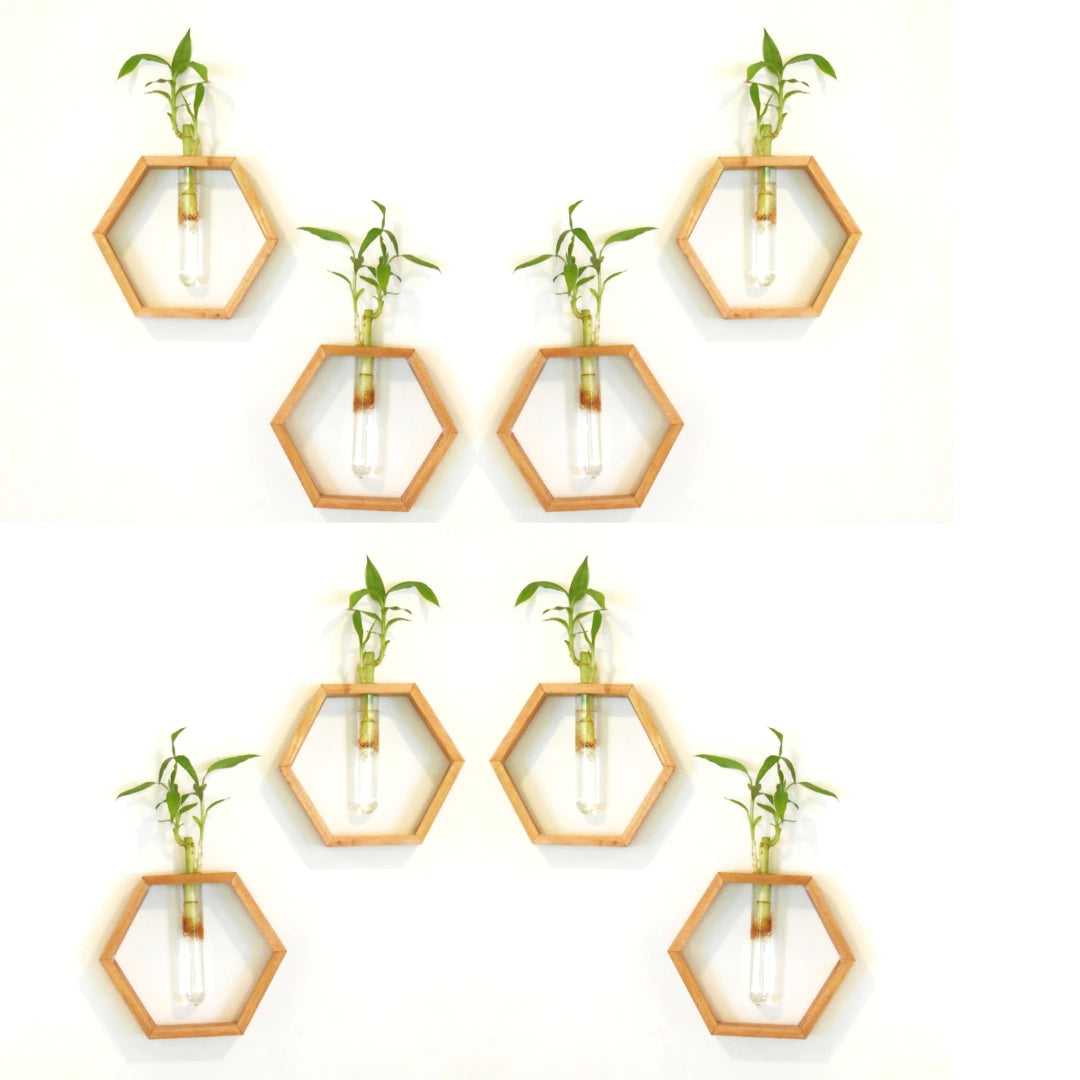 Honeycomb Wooden Wall Hanging Planter with Bamboo Plant on White Wall