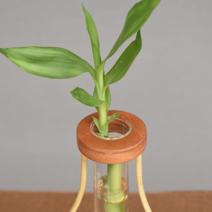 Close-up view of bamboo test tube planter showcasing craftsmanship and plant growth