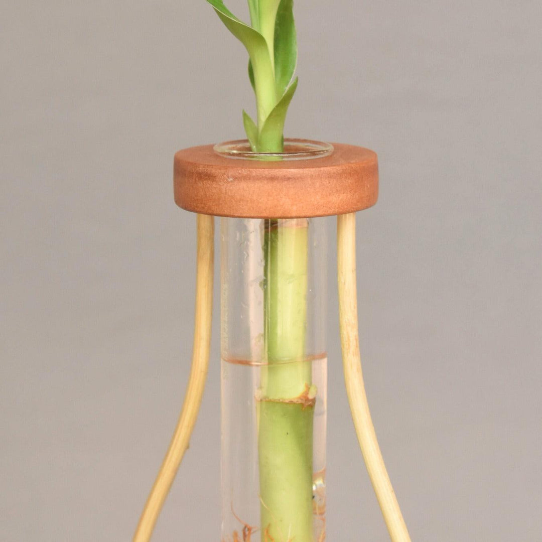 Close-up of the bamboo tabletop test tube planter highlighting the plant and bamboo design