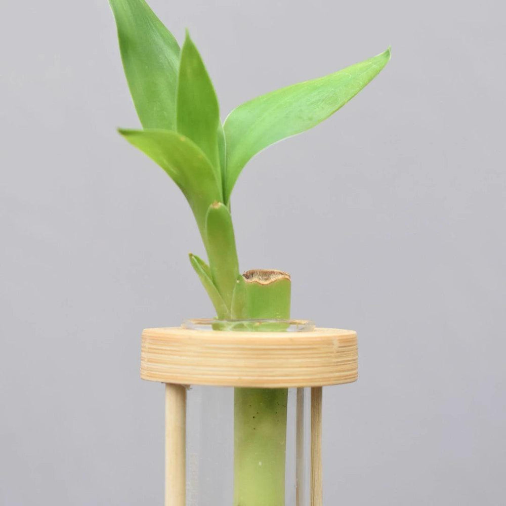 Close-up of green plant in a bamboo tabletop test tube planter