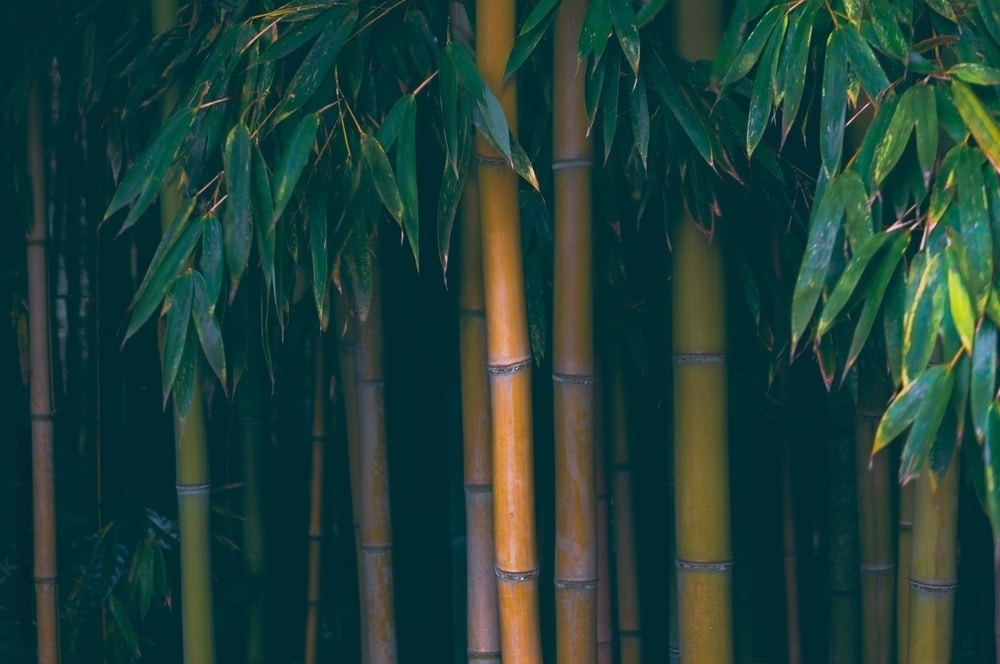 sustainable bamboo