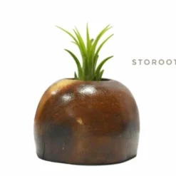 Contemporary air plant pot to enhance your home decor