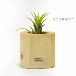 Durable and eco-friendly air plant po