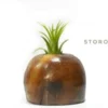 Creative display for air plants in a decorative pot